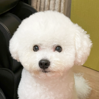 スズさま専用ページ　OBREMO Amazon.co.jp: OBREMO オブレモ ドッグフード 馬肉 全犬種 成犬用